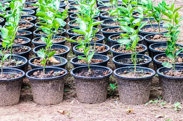 Bibit lemon siap ditanam dalam pot — Stok Foto