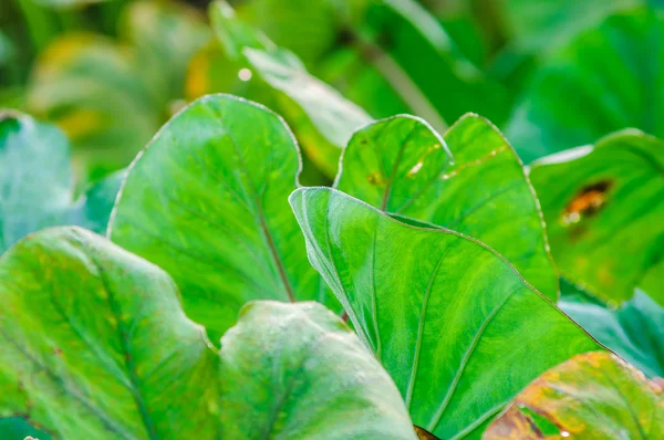 Bidang tanaman taro (daun hijau ) — Stok Foto
