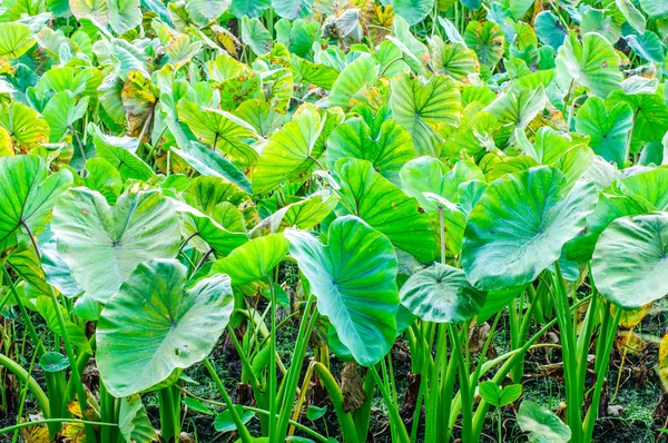 Un campo de plantas de taro (hojas verdes ) — Foto de Stock