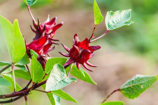 玫瑰茄果实 （玫瑰茄 L.) — 图库照片