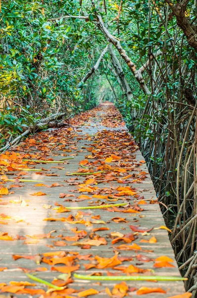 Dry leaves on a wooden walkway — Stock Photo, Image