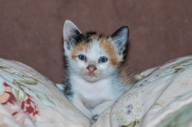 uyumak yakın çekim portre kedi