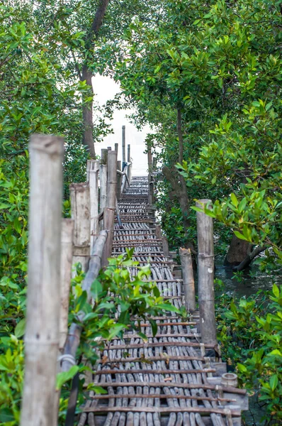 Бамбуковая дорожка в мангровых лесах — стоковое фото