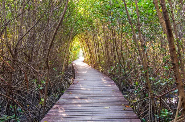 Passerella in legno al sentiero natura foresta di mangrovie — Foto Stock