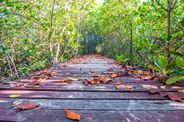 Dry leaves on a wooden walkway at nature trail mangrove forest — Stock Photo, Image