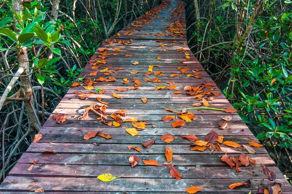 Folhas secas em uma passarela de madeira na floresta de mangue trilha da natureza — Fotografia de Stock