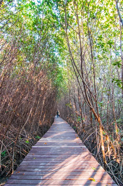 Деревянная тропа мангровых лесов — стоковое фото