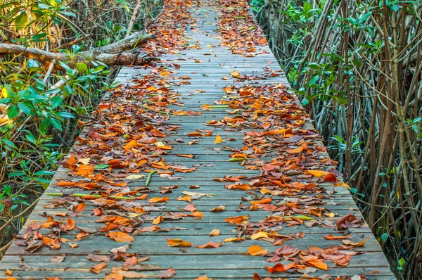 Dry leaves on a wooden walkway at nature trail mangrove forest — Stock Photo, Image