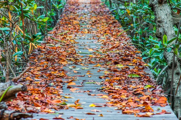Сухие листья на деревянной дорожке у природной тропы мангровый лес — стоковое фото
