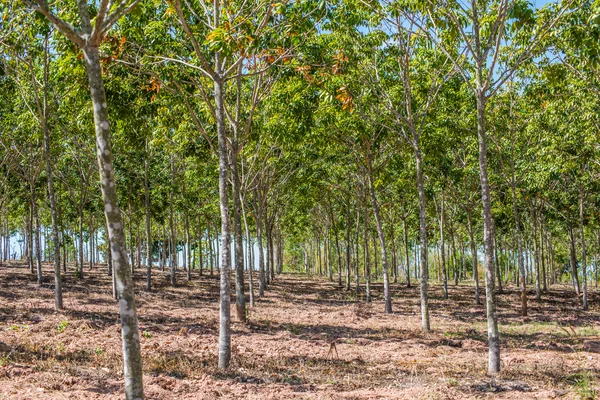 Pohon karet Perkebunan di ThaiIand — Stok Foto