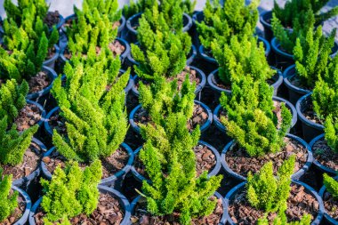 Süs maket Tayland at Noel ağaçları saksı