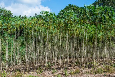 manyok plantasyon alan Tayland