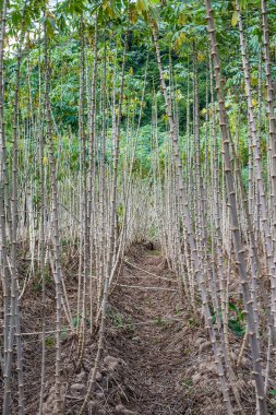 manyok plantasyon alan Tayland