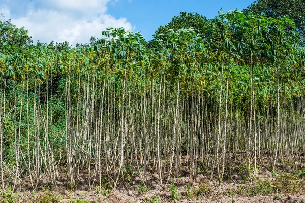 Ladang perkebunan singkong di ThaiIand — Stok Foto