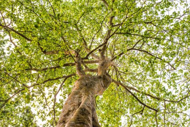 Güneş ışığı ile ağaç görünümü altından ararken