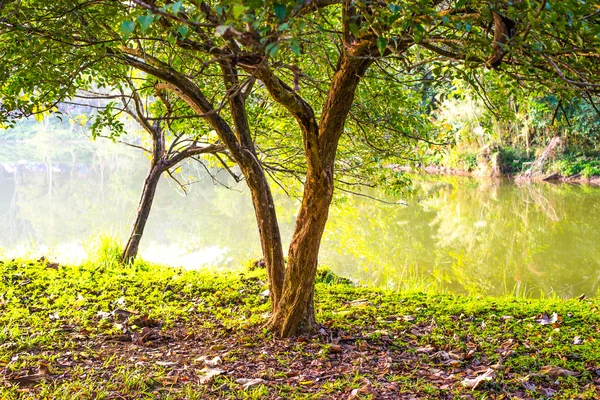 Floresta, no parque em Saraburi-Th= . — Fotografia de Stock