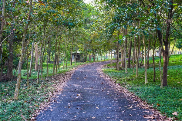 Road in the forest,in the park,saraburi-thailand. — Stock Photo, Image