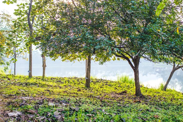 Alberi oest, nel parco, saraburi-thailandia . — Foto Stock