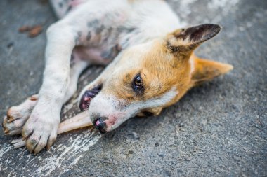 Köpekler rulo dışında üzerinde oynama