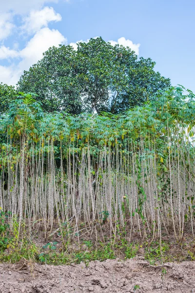 Ladang perkebunan singkong di ThaiIand — Stok Foto