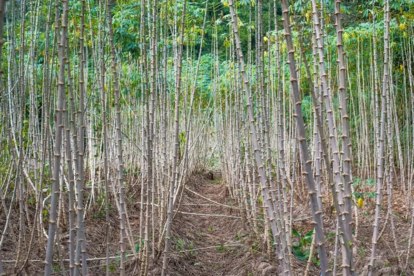 Cassava plantation field in thailand — Stock Photo, Image