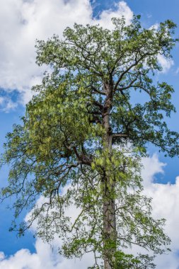 Gökyüzü arka plan ile Bigtrees.