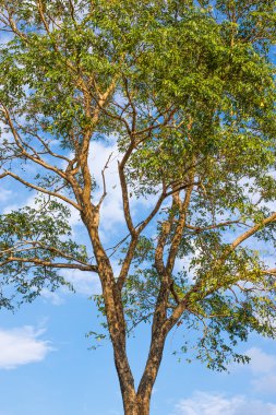 Ağaçlar gökyüzü arka plan ile