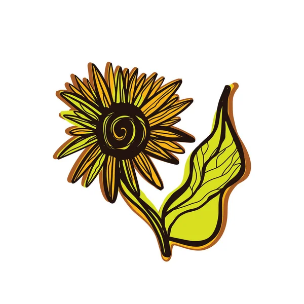 Drawing Sunflower Isolated White Background — Image vectorielle