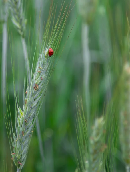 Joaninha em um campo de trigo — Fotografia de Stock