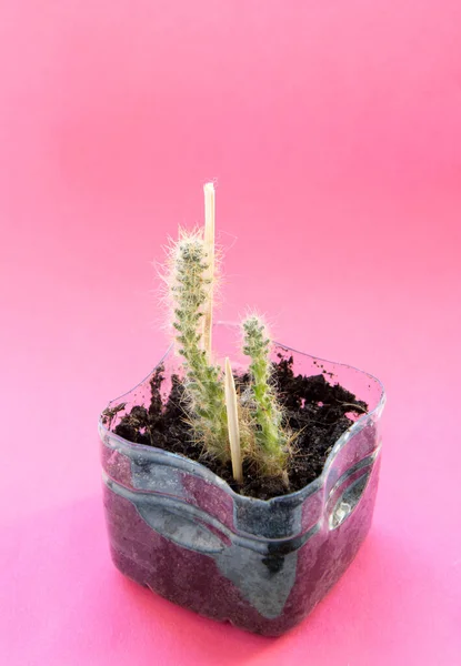 Pequeños Cactus Una Olla Sobre Fondo Color — Foto de Stock