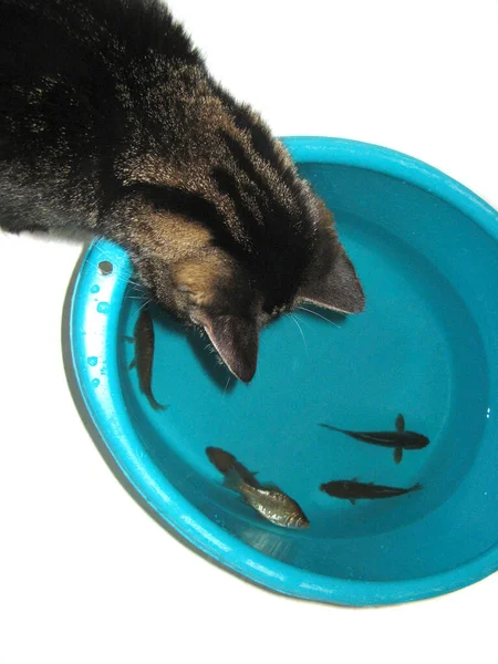 Katten Tittar Fisken Bassängen Katt Vill Fiska — Stockfoto