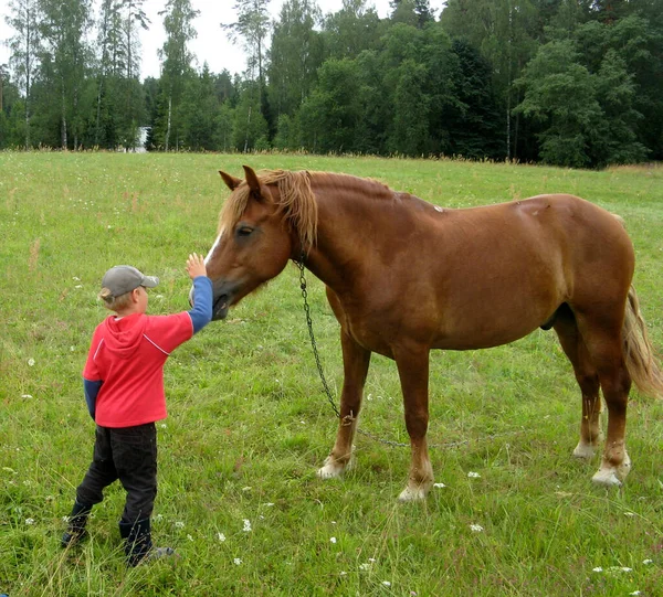 男孩在露天与马接触 与动物交流 — 图库照片