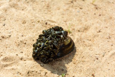 Göl kıyısında deniz kabuklarından oluşan bir aile. Bir sürü küçük kabukla kaplanmış bir göl kabuğu..