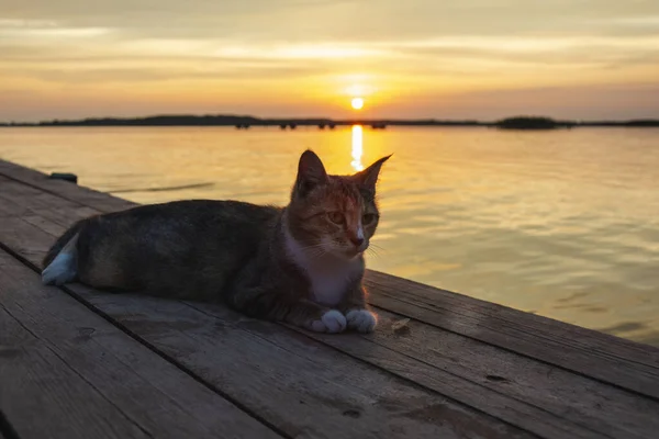 Vacker Katt Vilar Piren Sjön Vid Solnedgången Utomhus Porträtt Katt — Stockfoto
