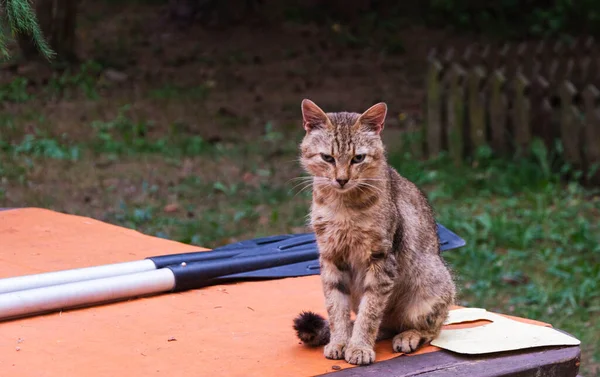 Fiskare Katt Sitter Ett Rustikt Bord Paddlar Ligger Bredvid Det — Stockfoto