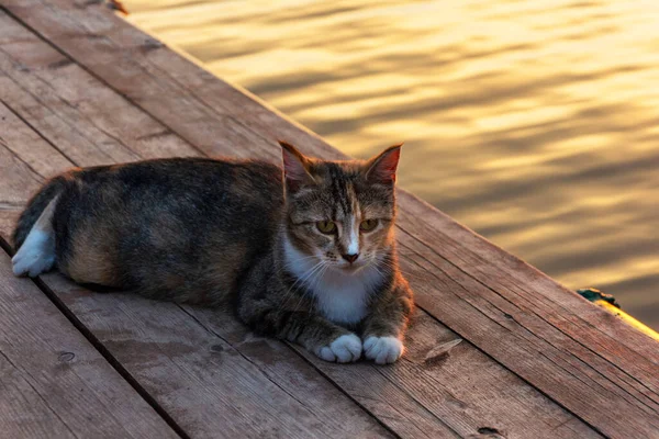 Gün Batımında Gölün Rıhtımında Dinlenen Güzel Kedi Açık Havada Günbatımının — Stok fotoğraf