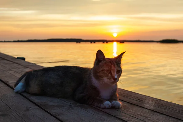 美丽的猫在夕阳西下的码头上休息 在室外 在夕阳西下的背景上描绘一只猫 可爱的宠物 — 图库照片