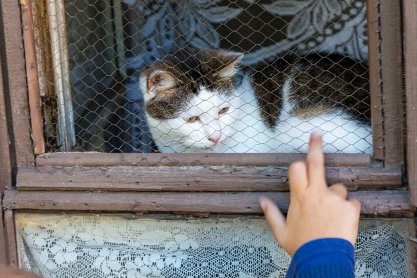 Svart Och Vit Katt Sitter Vid Det Öppna Fönstret Ett — Stockfoto