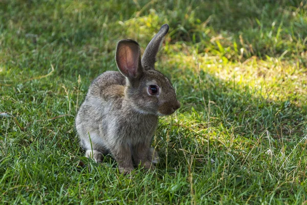 Conejo Hierba Día Verano Conejo Sienta Hierba Verde — Foto de Stock