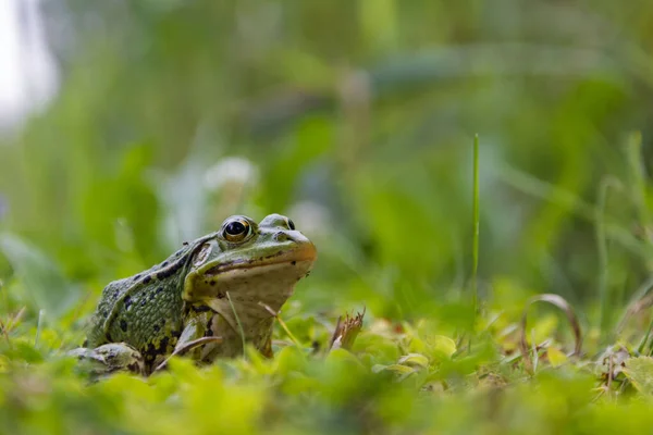 Frosch Sitzt Gras Kröte Auf Dem Grünen Gras Rutschig Kalter — Stockfoto