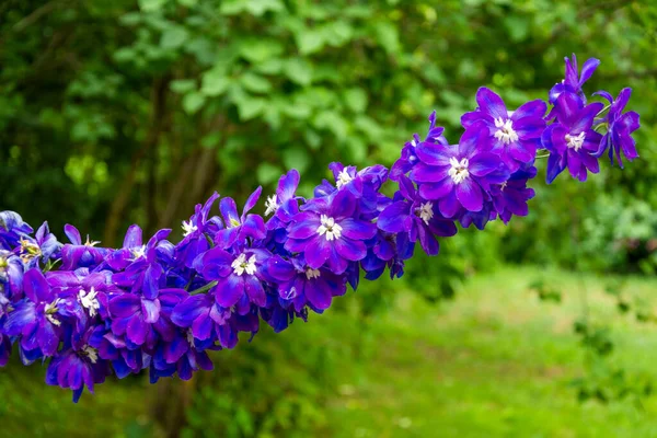 Yaz bahçesinde yeşil arka planda güzel bir Delphinium çiçeği.