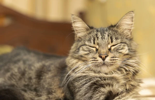 Retrato Lindo Gato Doméstico Acostado Cama — Foto de Stock