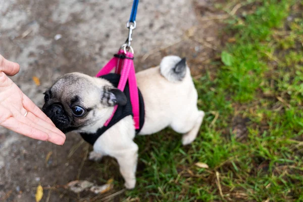 A small pug on a leash, the dog stands in the green grass and sniffs his hand in a friendly way. Wrinkled muzzle, curly tail.