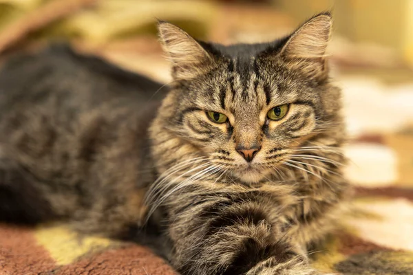 Porträtt Söt Tamkatt Liggande Sängen — Stockfoto