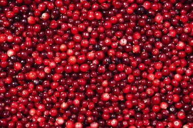 Olgun kırmızı böğürtlenlerin arka planı, kızılcık manzarası..