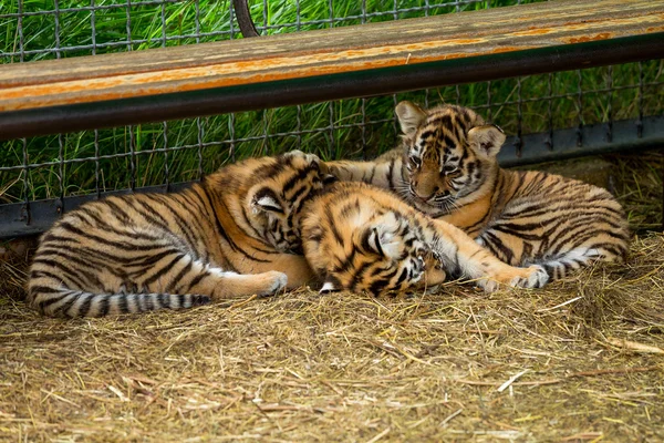 tiger cubs playing