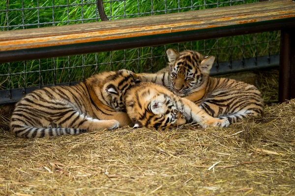 tiger cubs playing