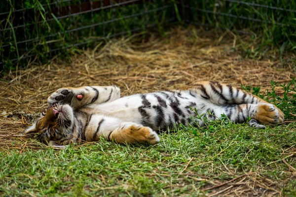 tiger cubs playing sleep