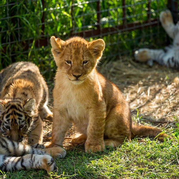1 021 Tiger Cubs Stock Photos Free Royalty Free Tiger Cubs Images Depositphotos 1 021 Tiger Cubs Stock Photos Free Royalty Free Tiger Cubs Images Depositphotos