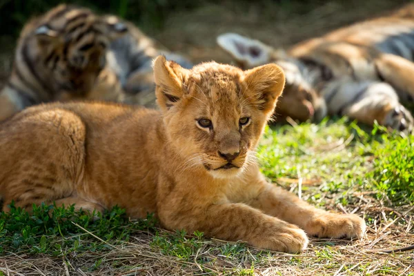 1 021 Tiger Cubs Stock Photos Free Royalty Free Tiger Cubs Images Depositphotos 1 021 Tiger Cubs Stock Photos Free Royalty Free Tiger Cubs Images Depositphotos